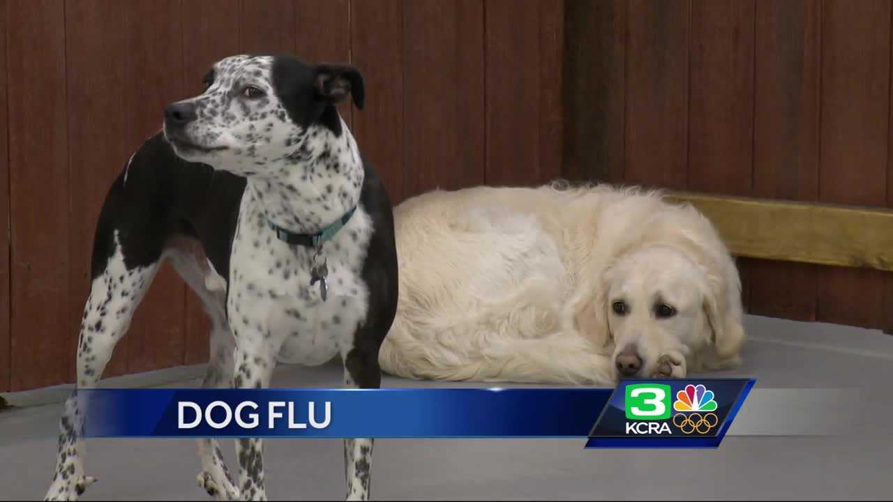 Dog flu spreads, moves into NorCal region