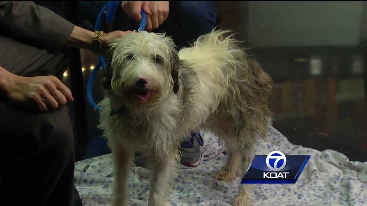 Pet of the week: Peanut