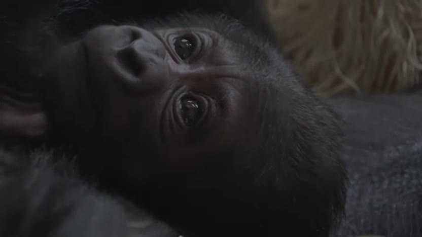 Baby gorilla born at Philadelphia Zoo