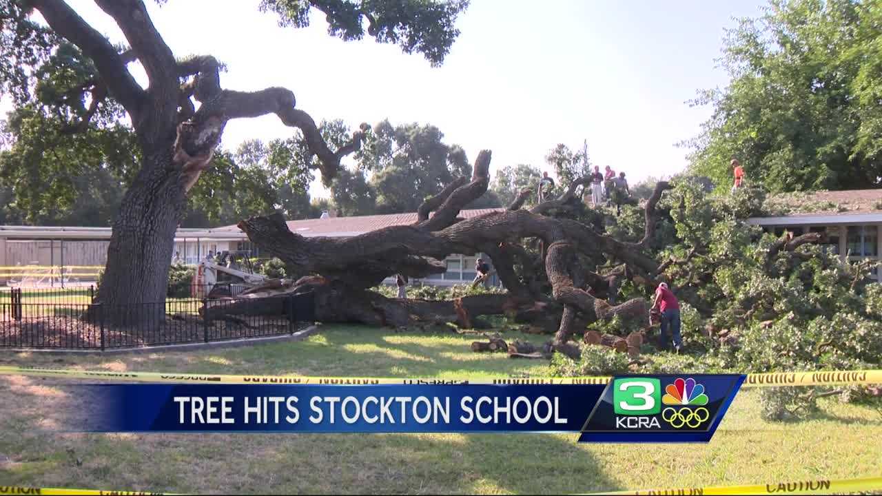 Tree falls on Stockton elementary school