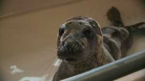 Friday, April 1st: Sea Mammal Rescue