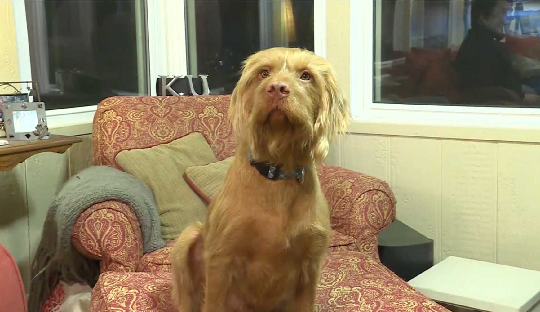 Dog in the race? Pooch barred from race for Kansas governor