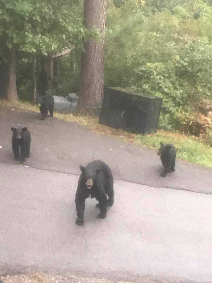 Family escapes a hurricane only to run into bears