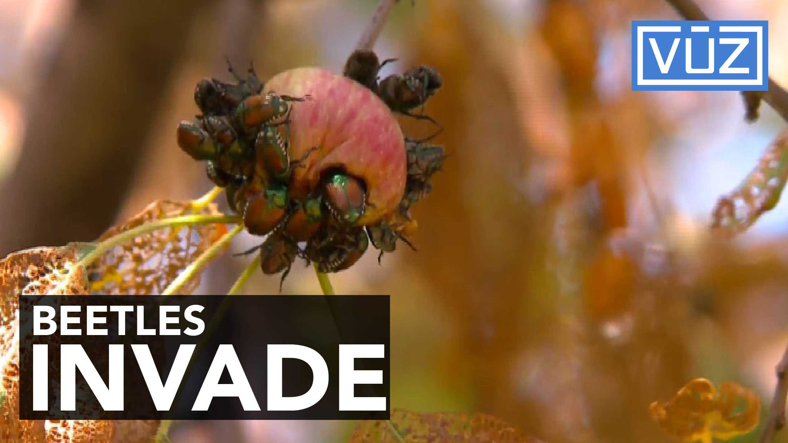 Japanese beetles wreak havoc in Midwest