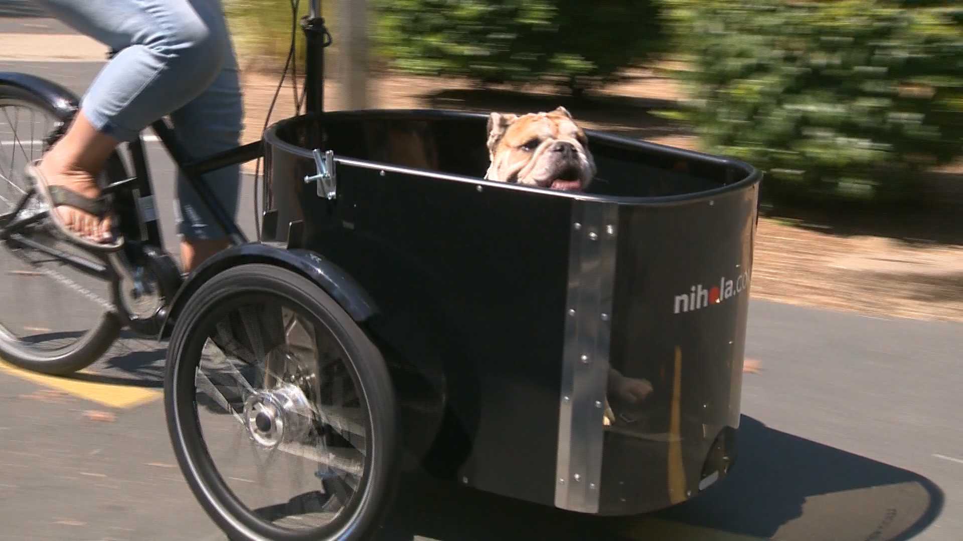 Ebike models even include place for pups