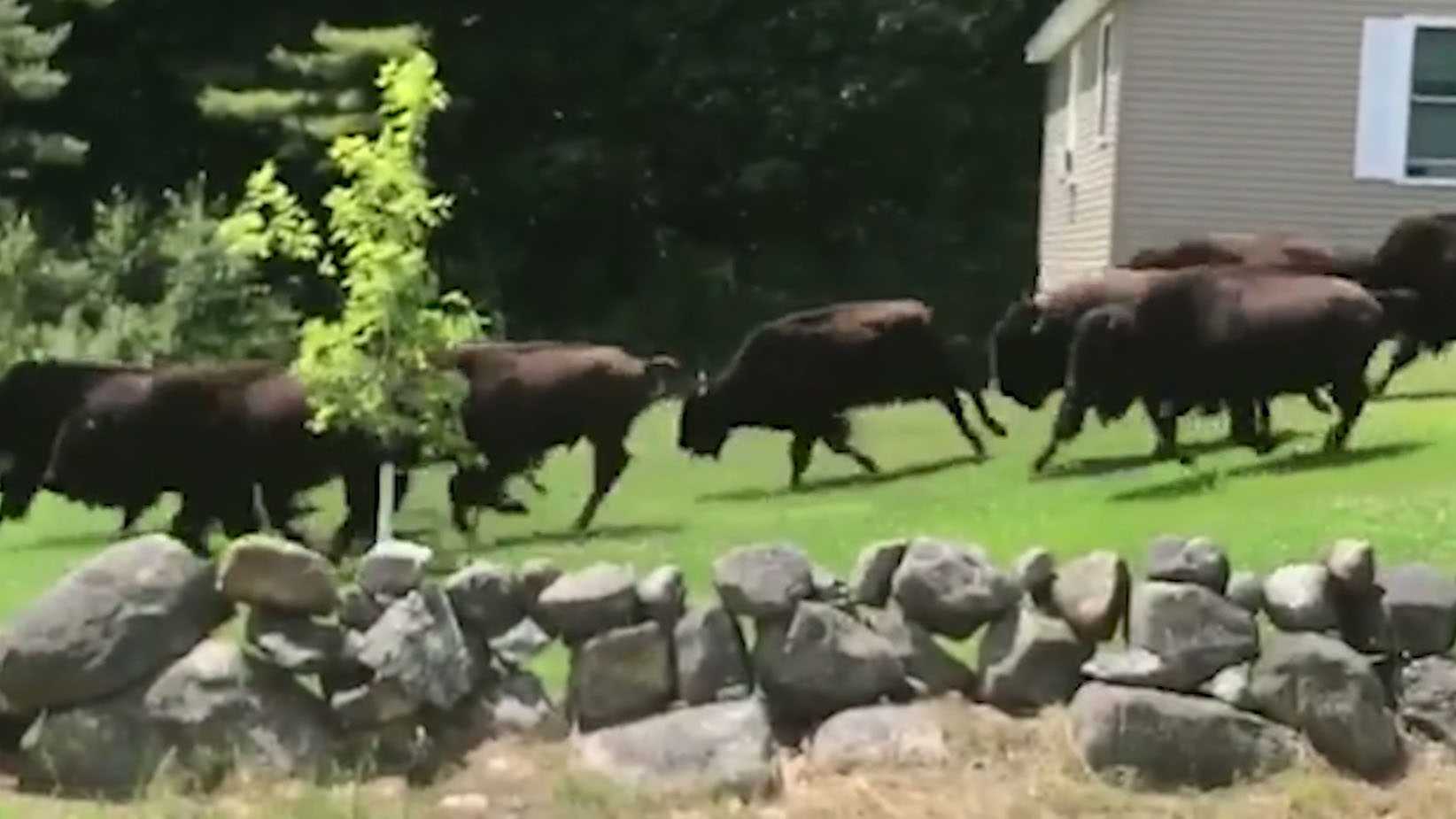 Strange sight: Bison stampede through New Hampshire yards