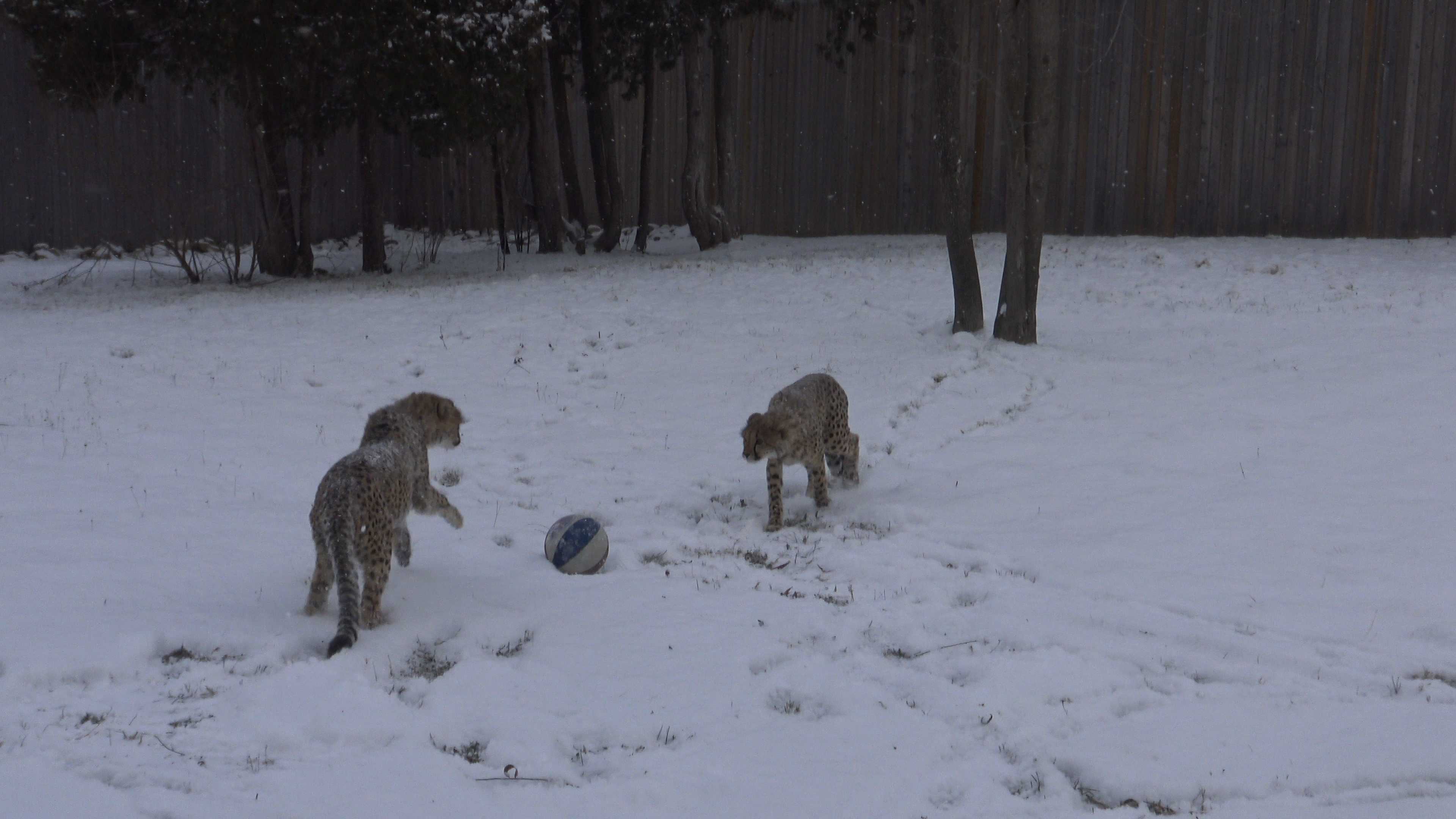 Watch: Cheetahs enjoy playing in their first snowfall