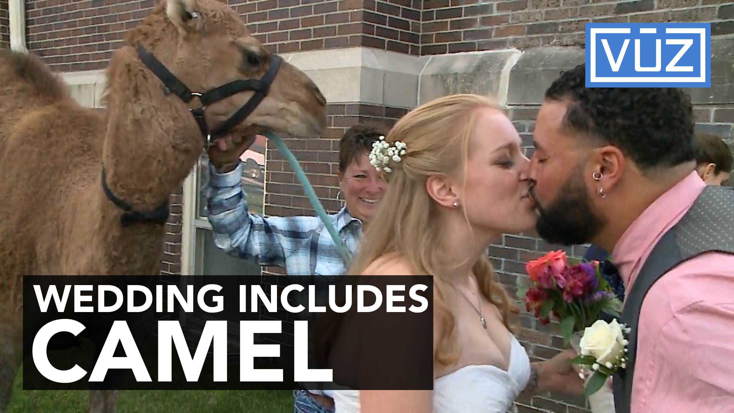 Bride gets surprise camel for Wednesday wedding