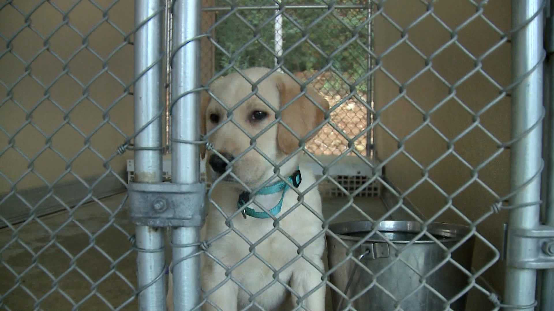 Treatment center uses therapy puppies to help addicts and trauma patients