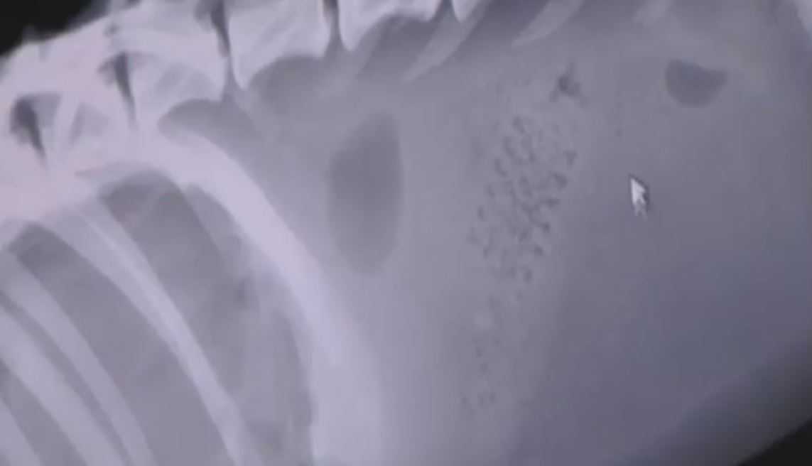 Dog found close to death has unusual X-ray