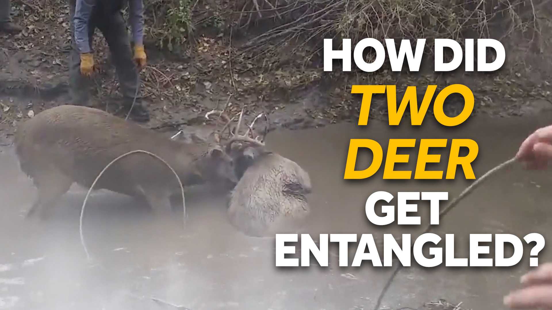 Deputies free two entangled deer