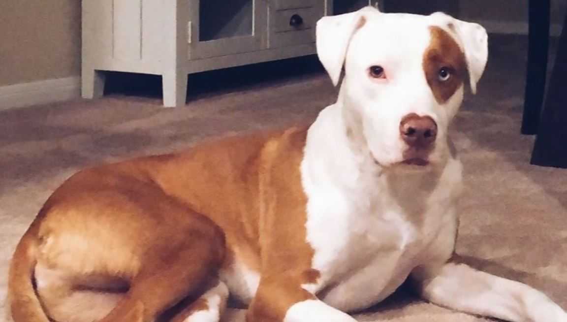 Couple heartbroken after dog apparently suffocated in chip bag