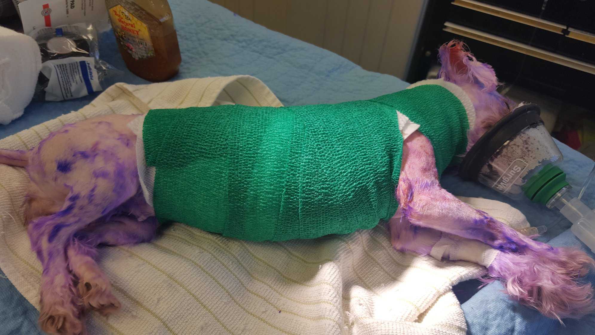 Dog recovering from severe burns after person attempted to dye its fur
