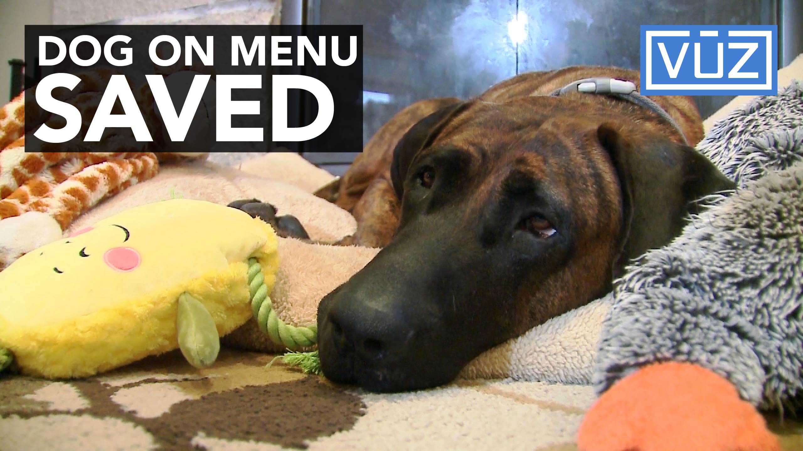 Family adopts dog rescued from Korean dog eating festival