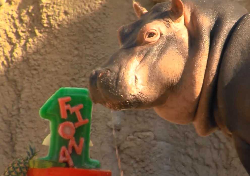 Watch: Fiona celebrates first birthday with her very own birthday cake