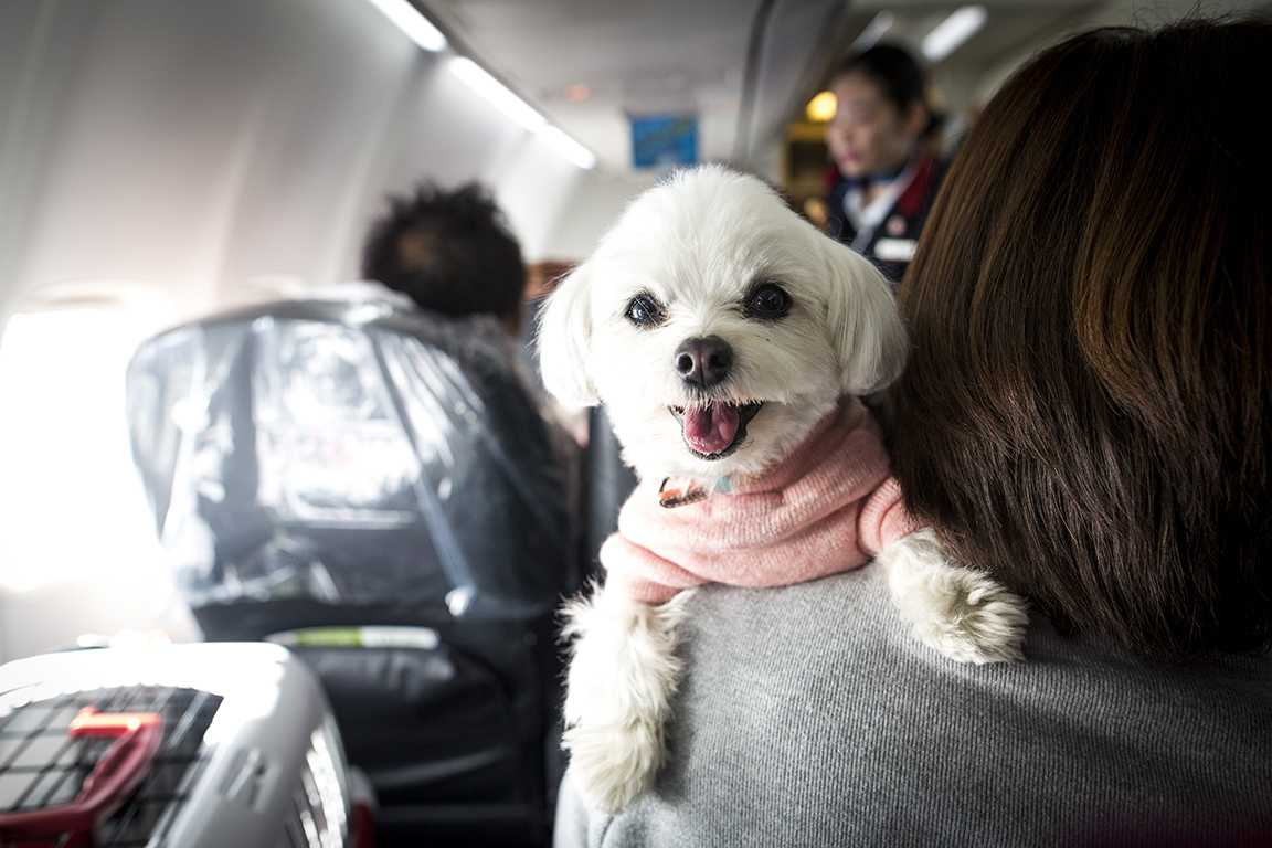As airlines tighten rules on support animals, here's what you need to know
