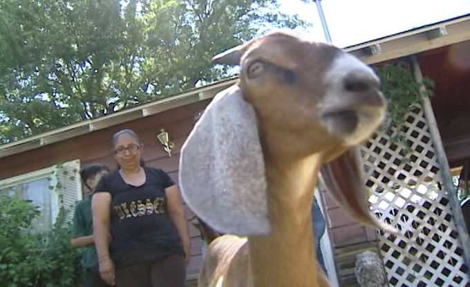 Junior the goat reunited with his family