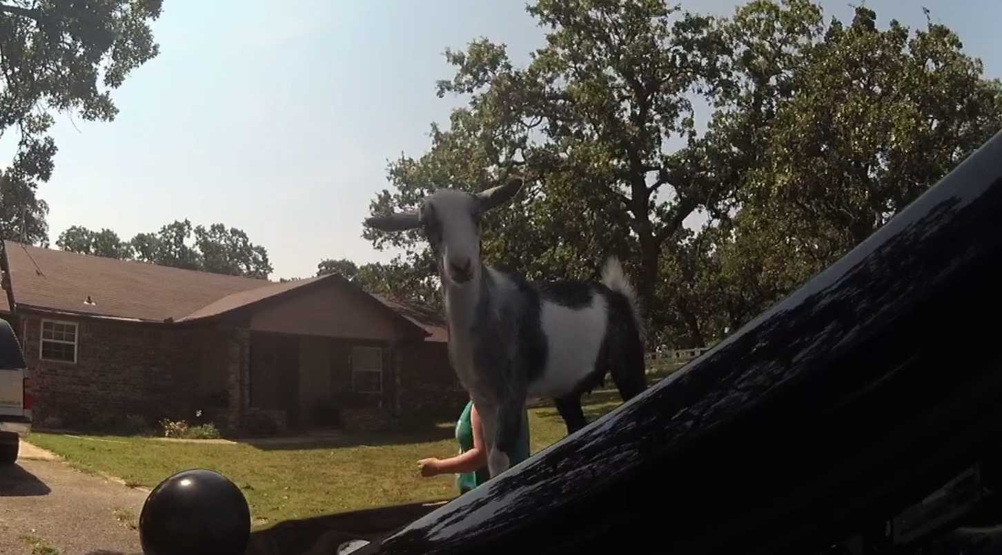 Goat has some fun with visiting police officer