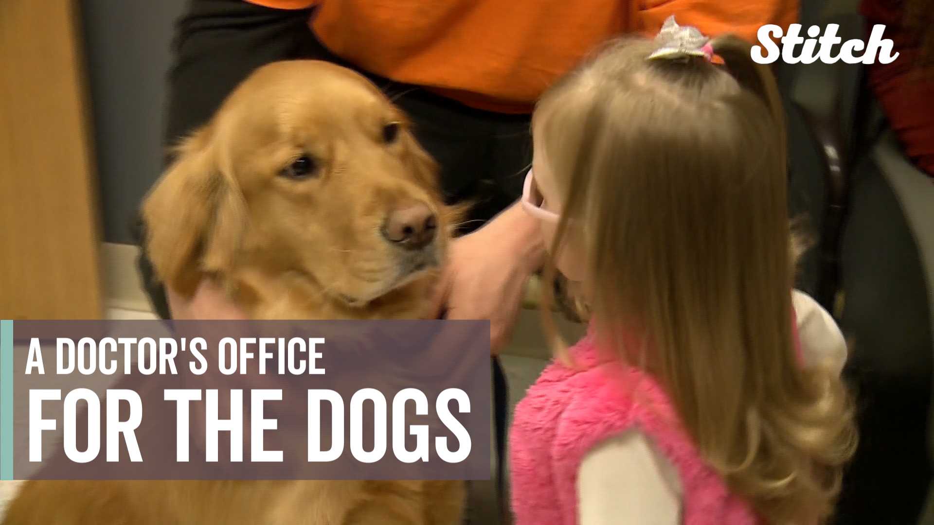 Pet therapists help young patients with doctor visits