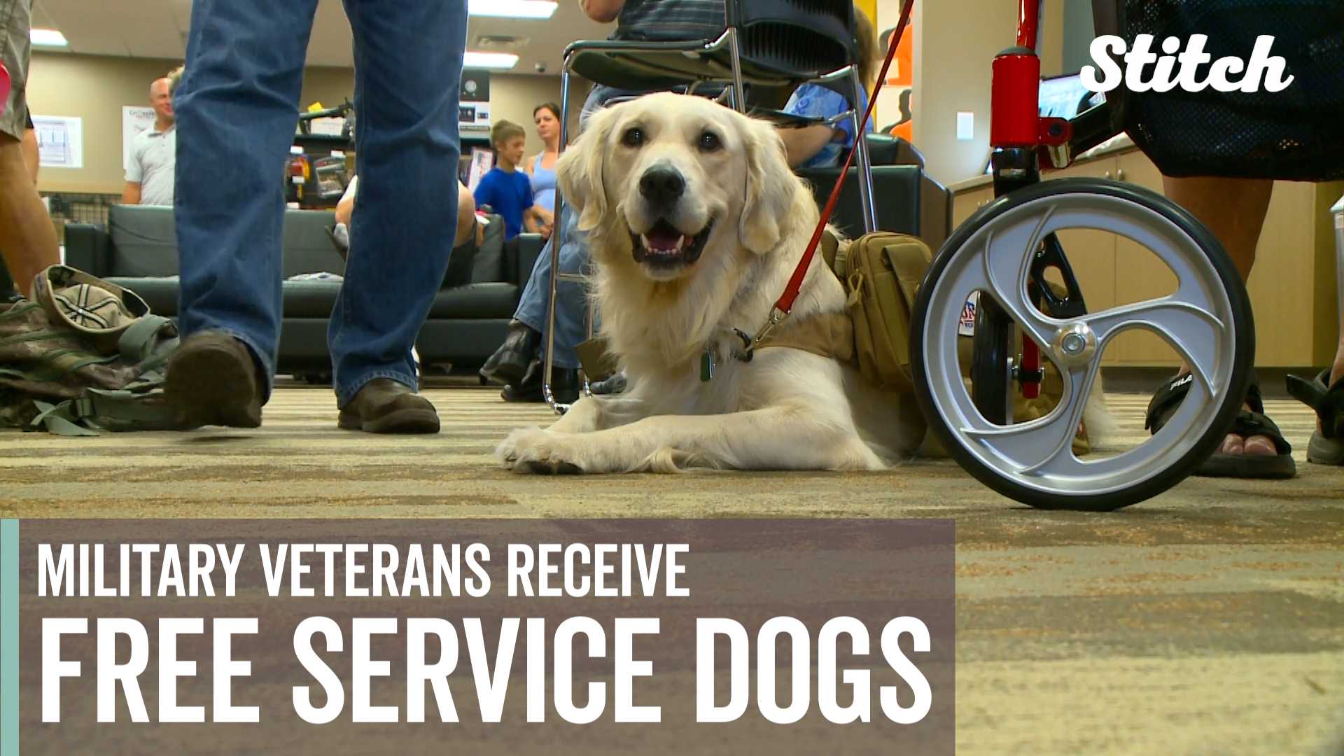 Group provides service dogs to vets for free