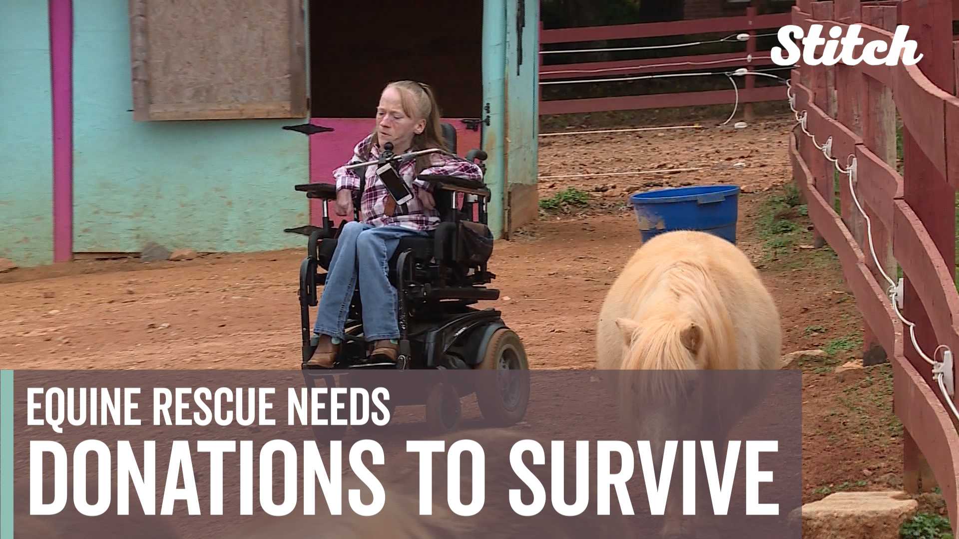 Equine rescue needs donations to survive