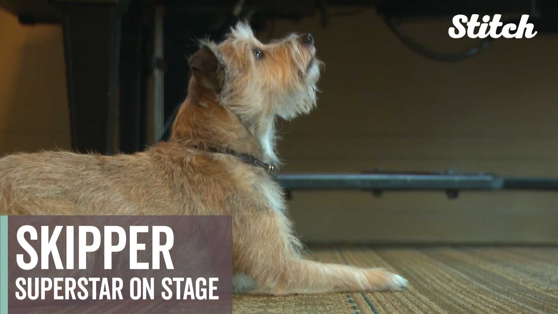 No more 'Hard Knock Life' for this rescue dog