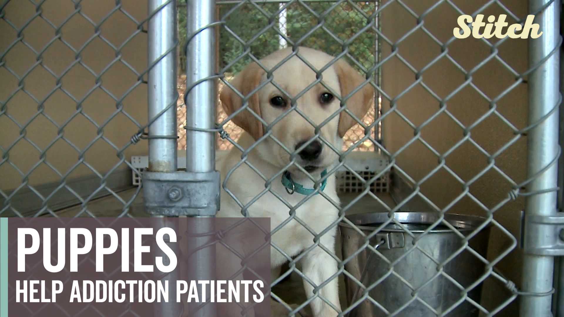 Puppies help addicts reclaim sobriety