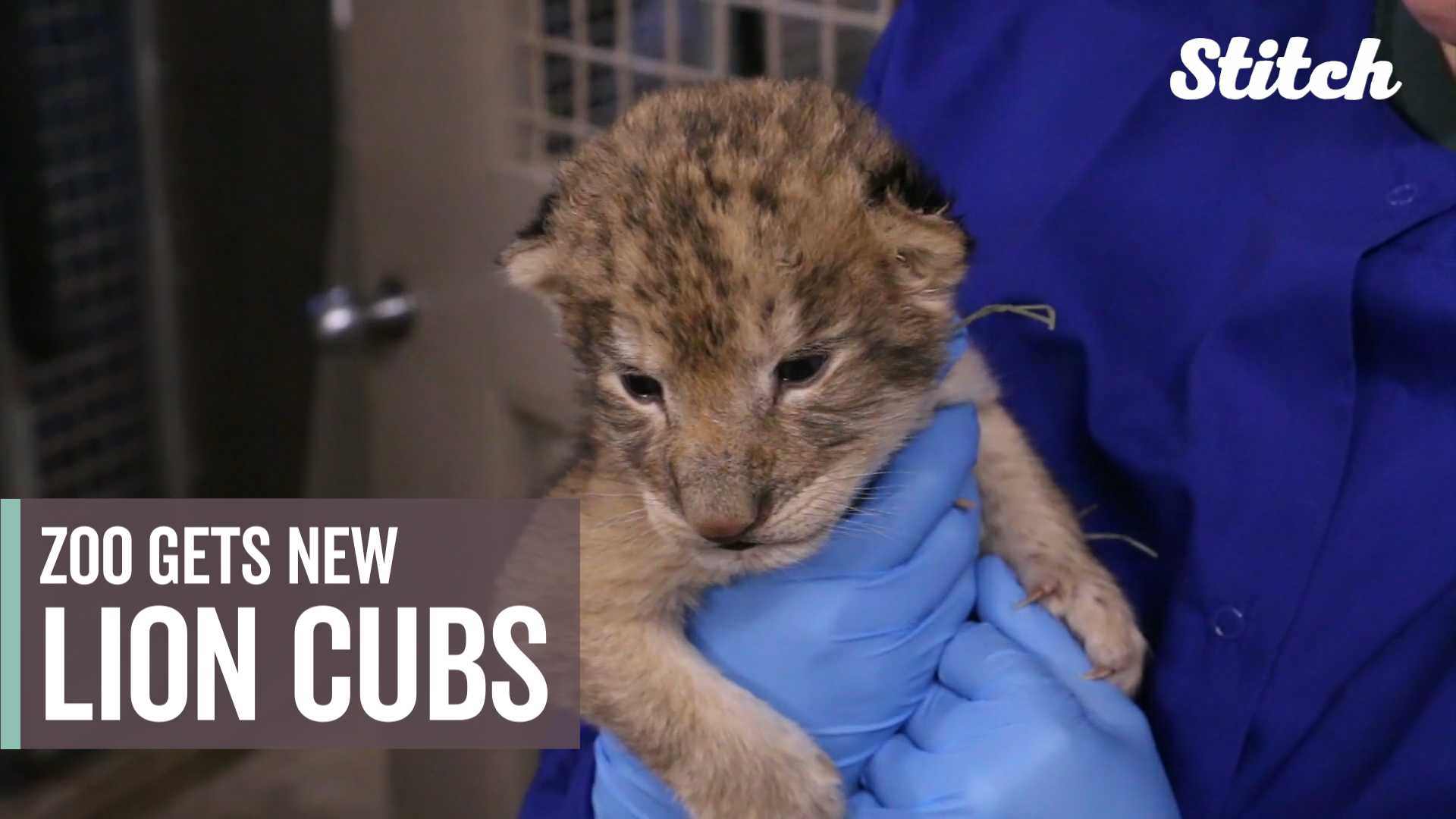 Zoo hopes new cubs can help lion population in the future