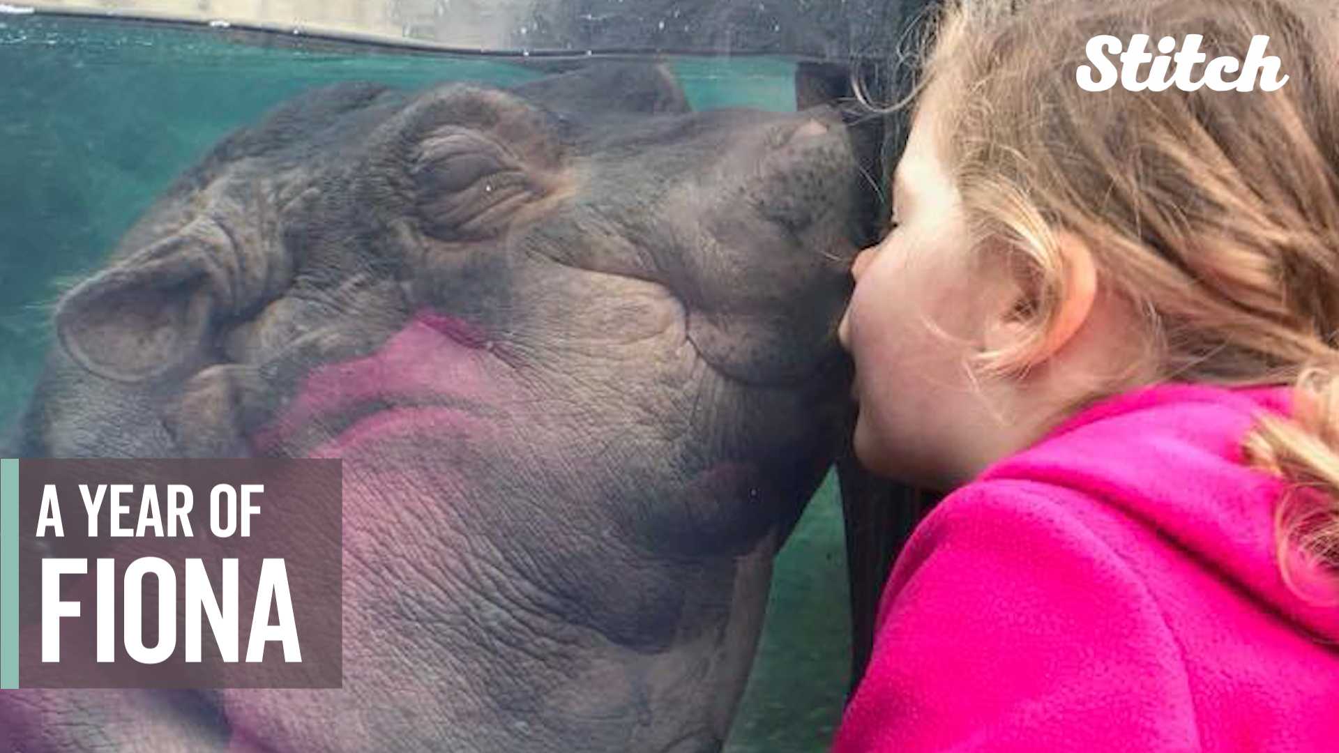 15 times Fiona the hippo stole our hearts over the past year