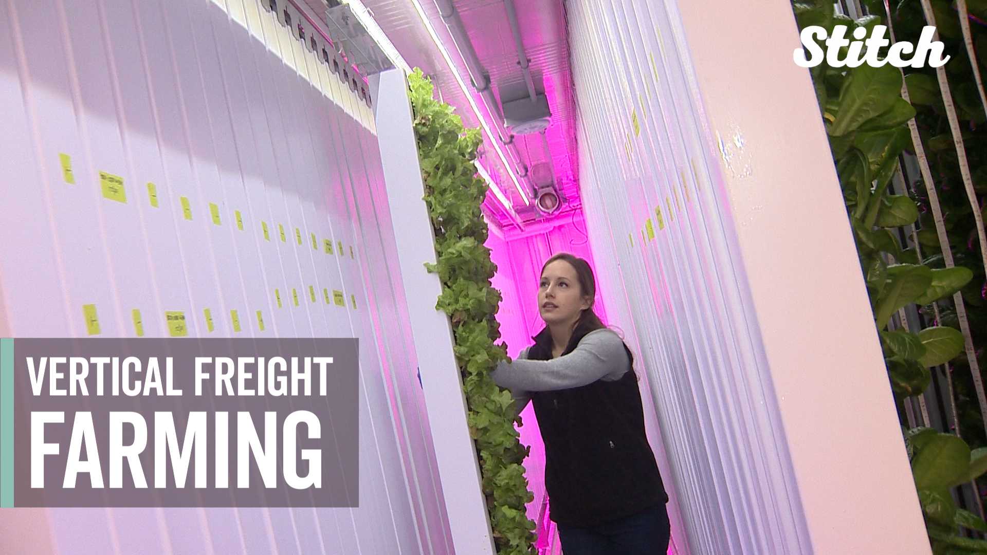 Company turns recycled shipping containers into vertical farms