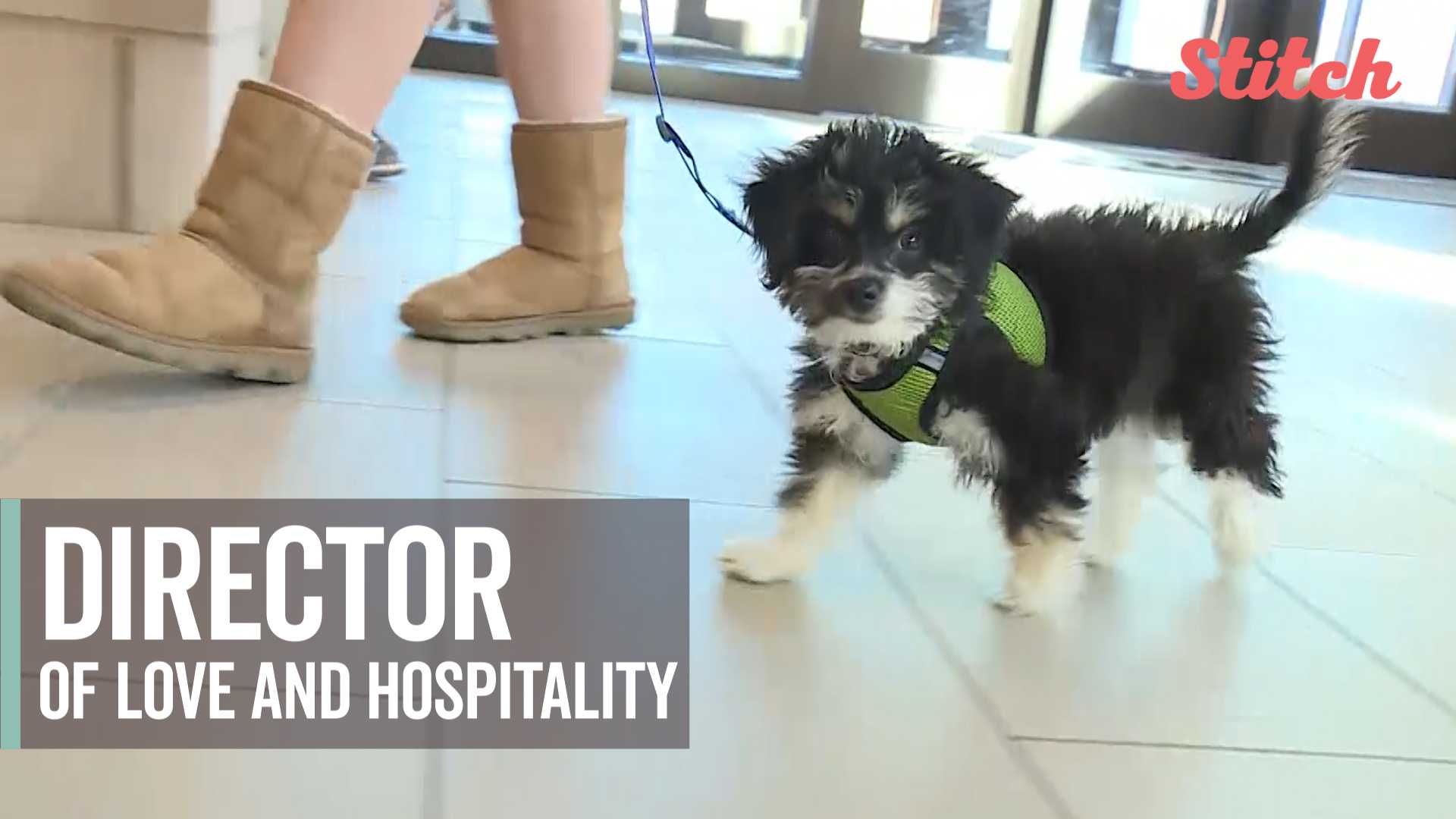 High school hires adorable puppy as 'Director of Love and Hospitality'