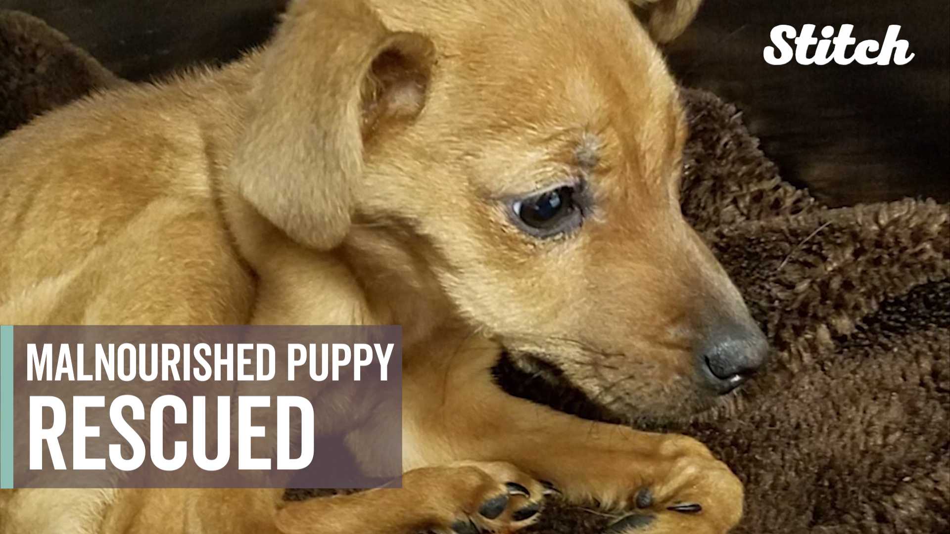 Police rescue malnourished puppy found in empty apartment