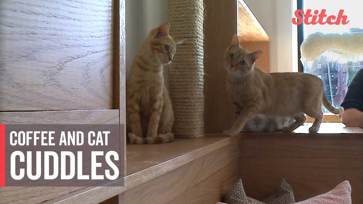 Image result for Cafe offers caffeine, cuddles to help felines find forever homes