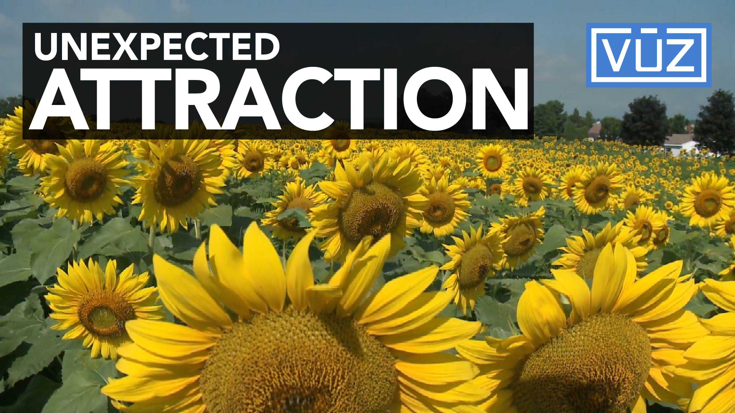 Car wash owner plants sunflowers to draw in business, gets interesting response