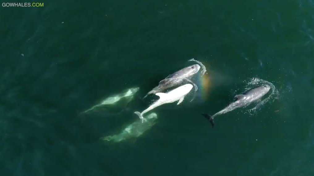 dozens of great white