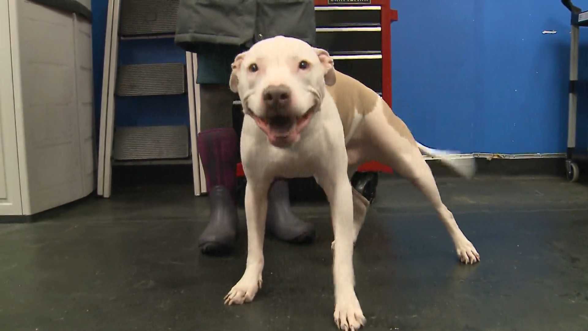 Paralyzed dog learns to walk again