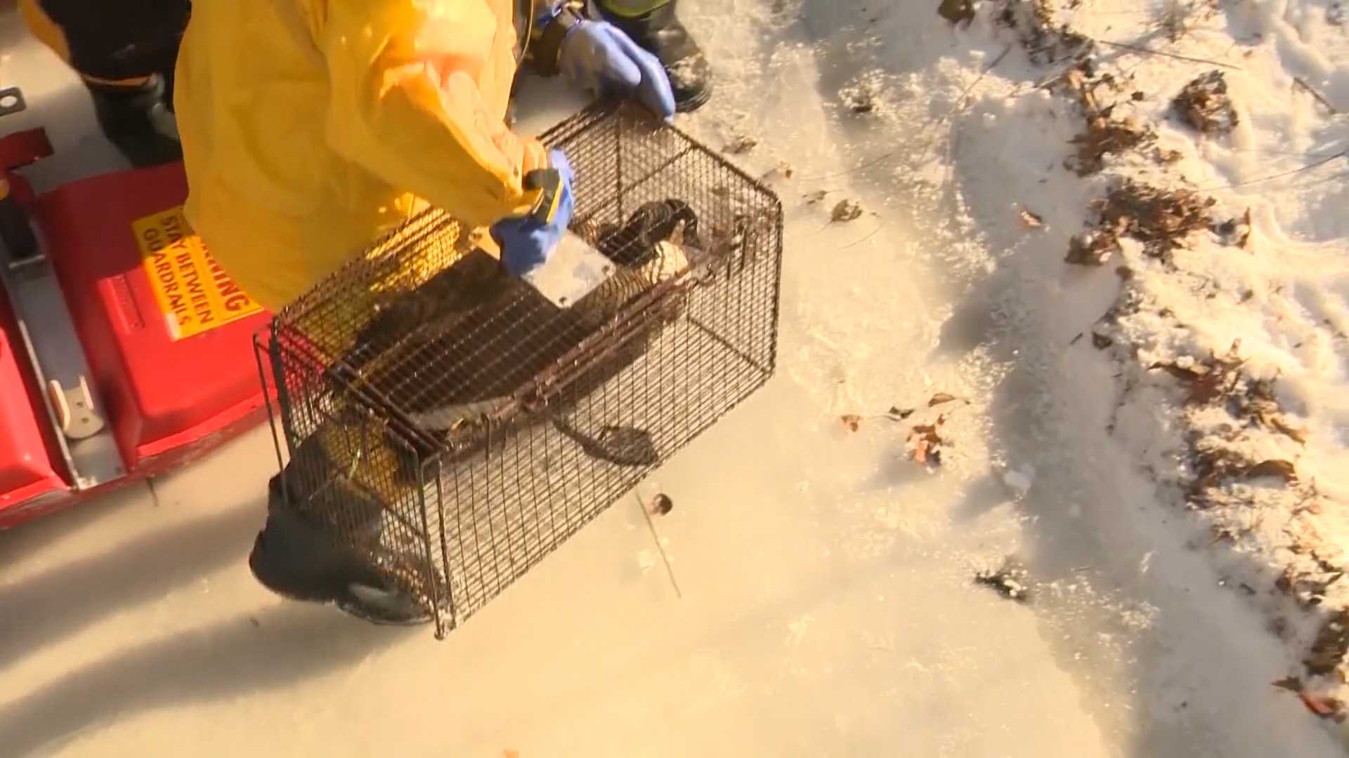Rescuers save goose that froze to river