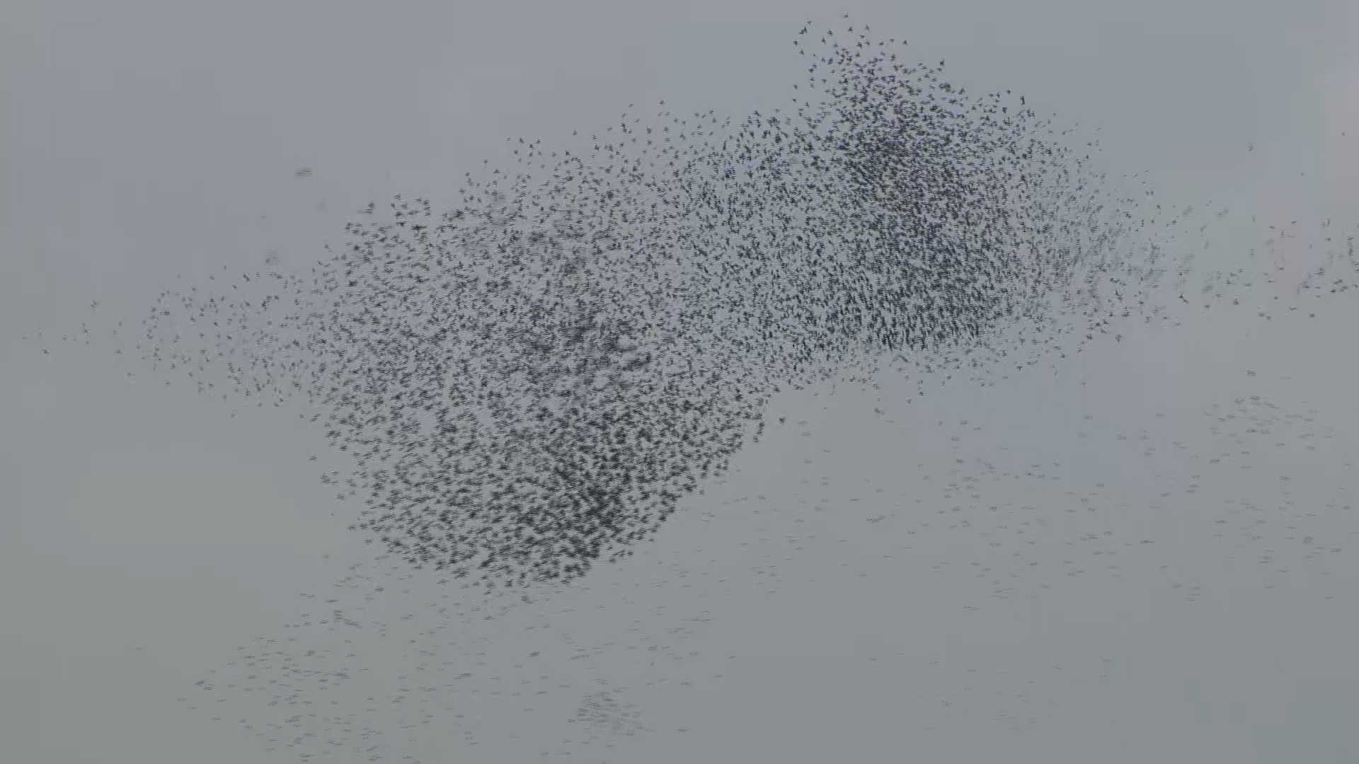 Thousands of birds lead to traffic nightmare