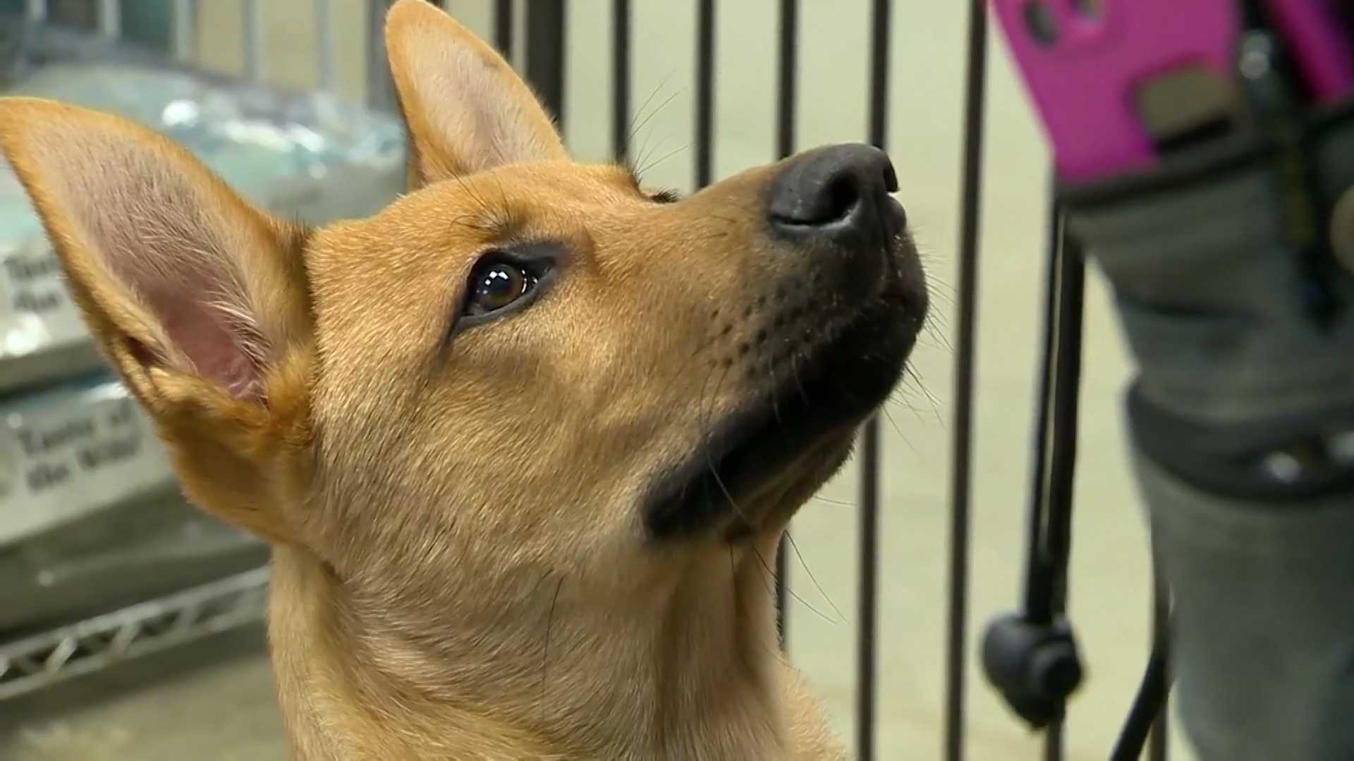 Aggressive dogs get second chance with specialized training