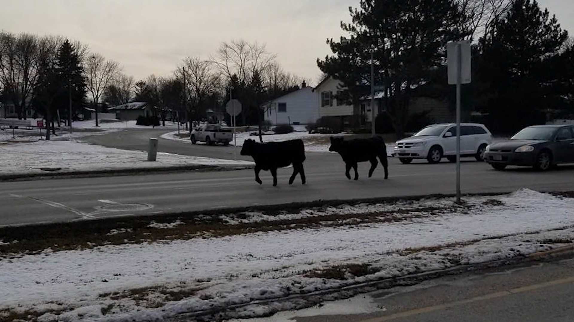 Cows on the mooove; bovines spotted roaming around Wisconsin streets