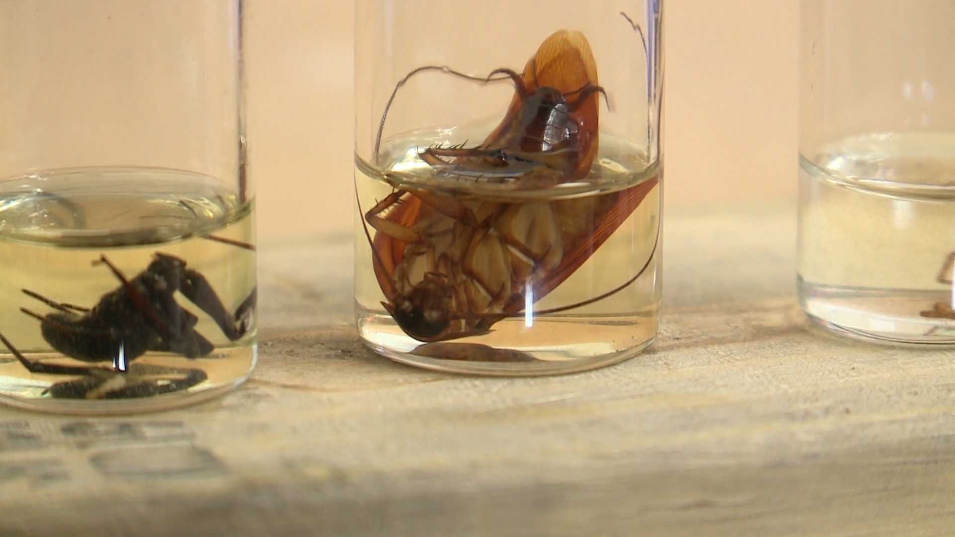 Insects emerge early in Albuquerque due to warm weather, drought