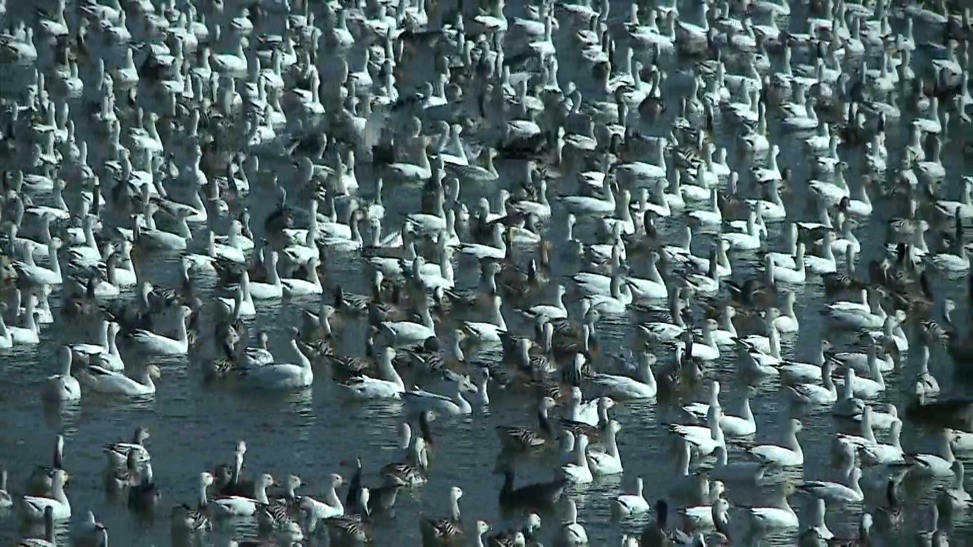 Massive snow geese migration makes for a spectacular sight