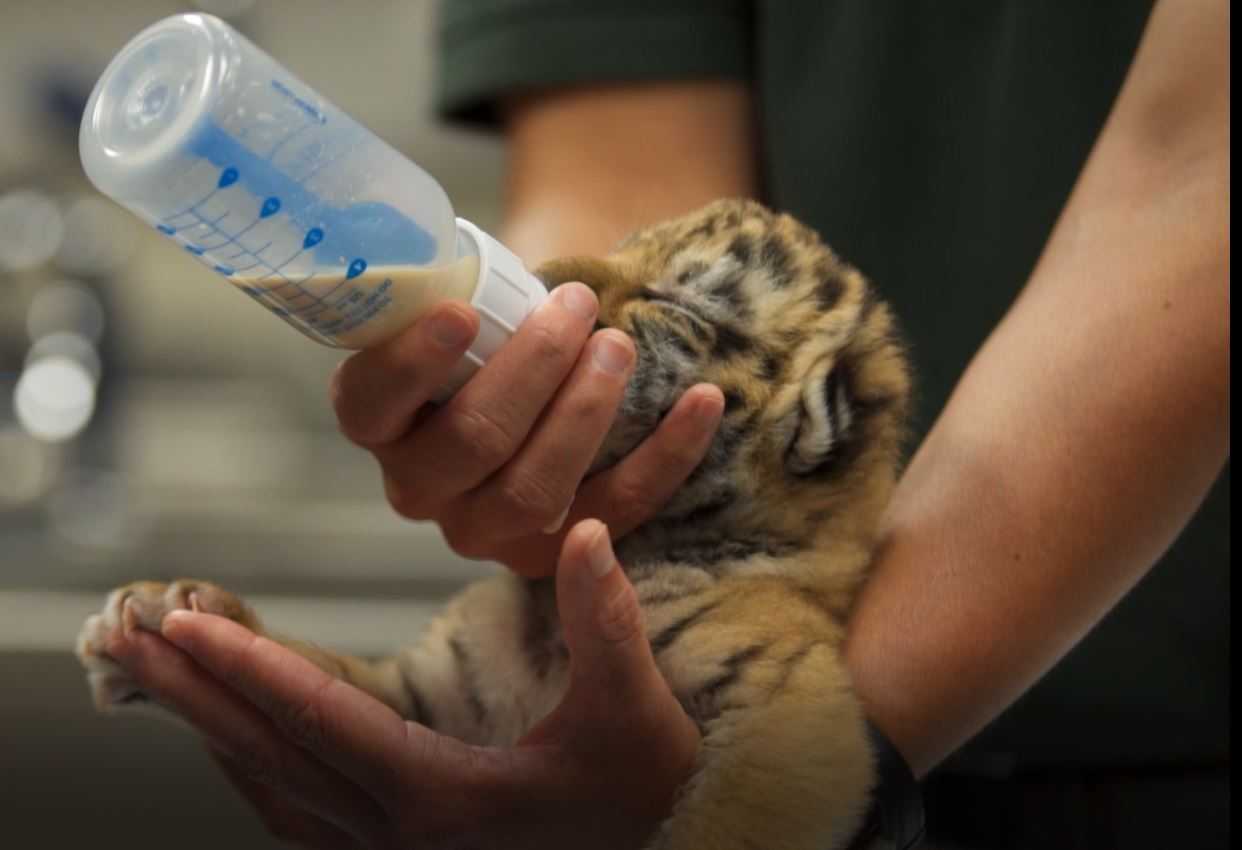 Rare Amur tiger cub arrives at OKC Zoo from Philadelphia
