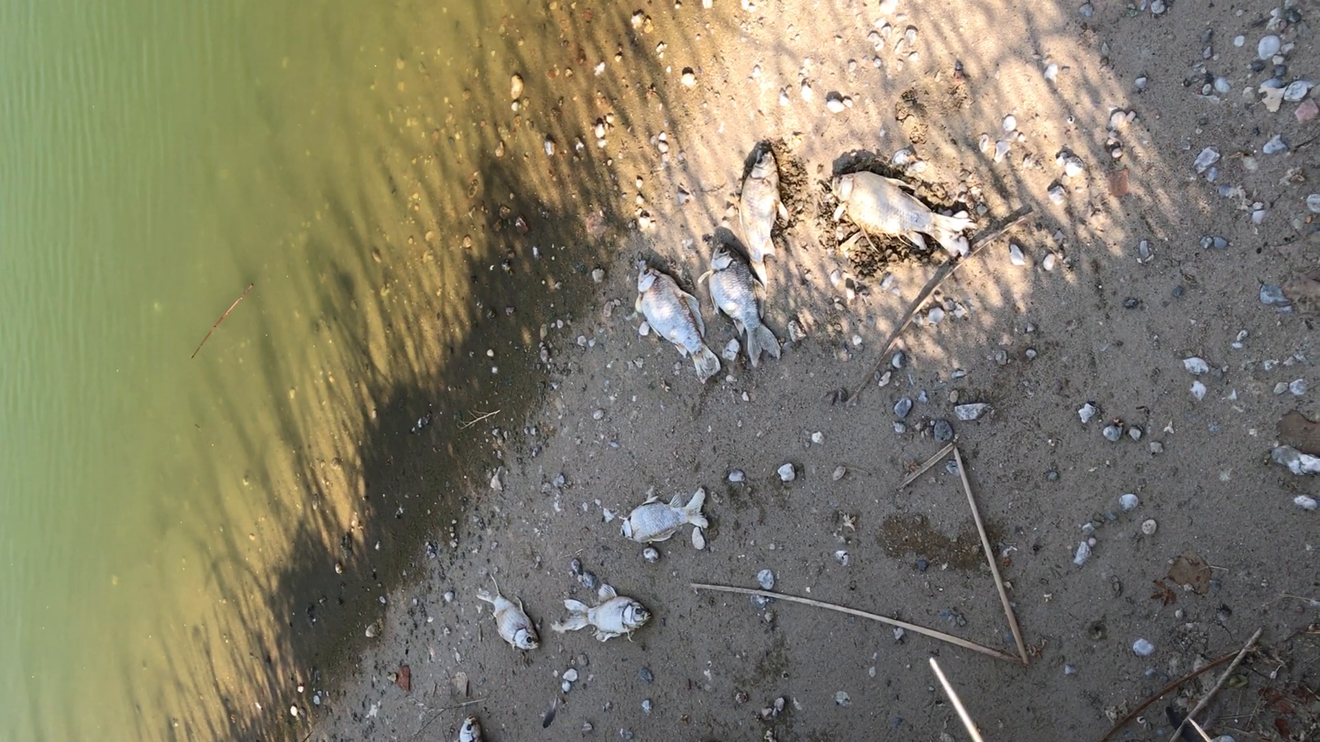 Dead fish leave  disturbing smell at Rio Rancho pond