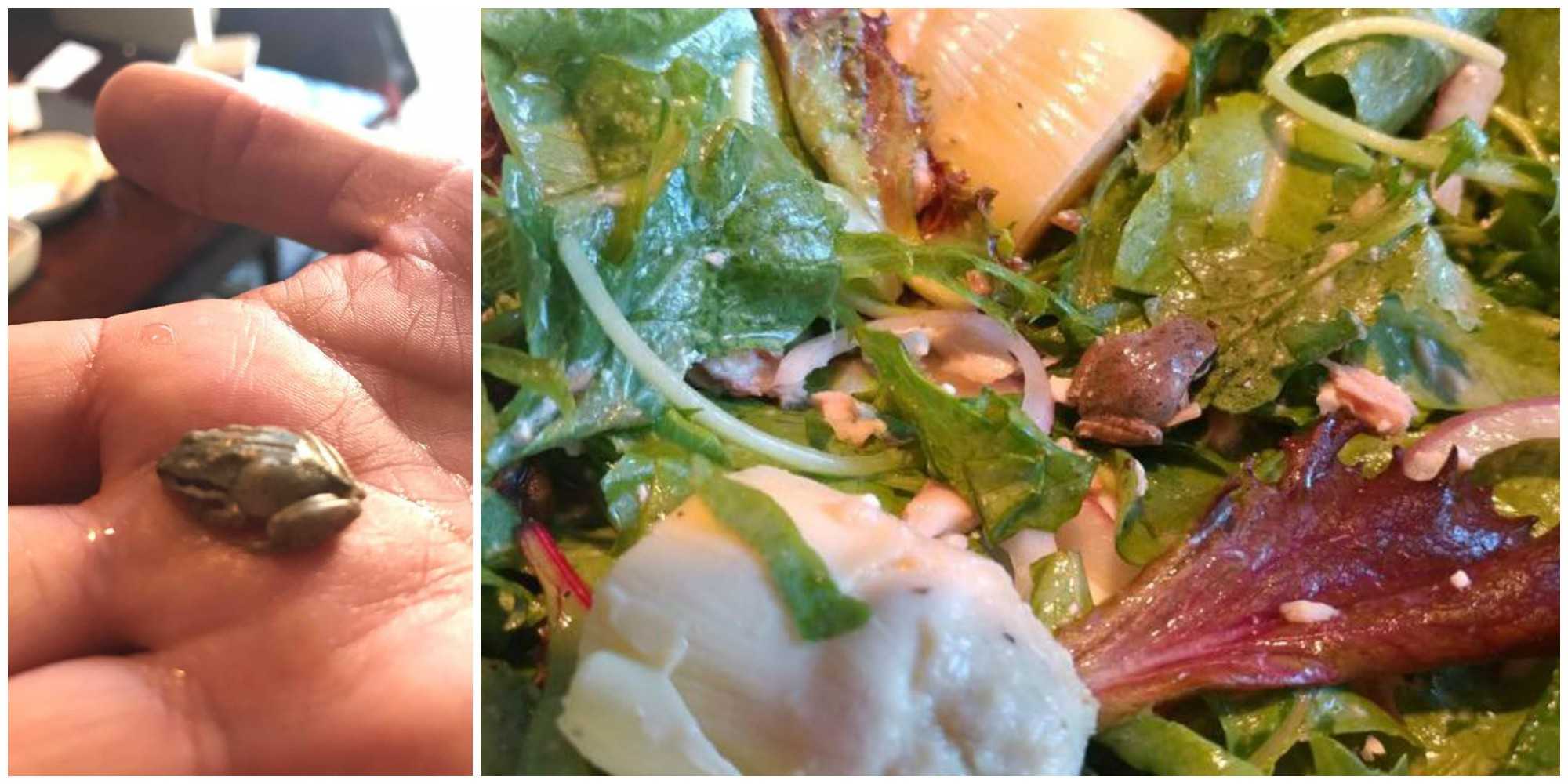 This woman adopted the frog she found in her salad mix